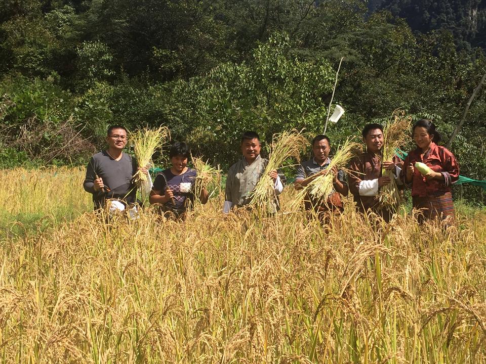  Khatoed Gewog of Gasa has harvested her own paddy 