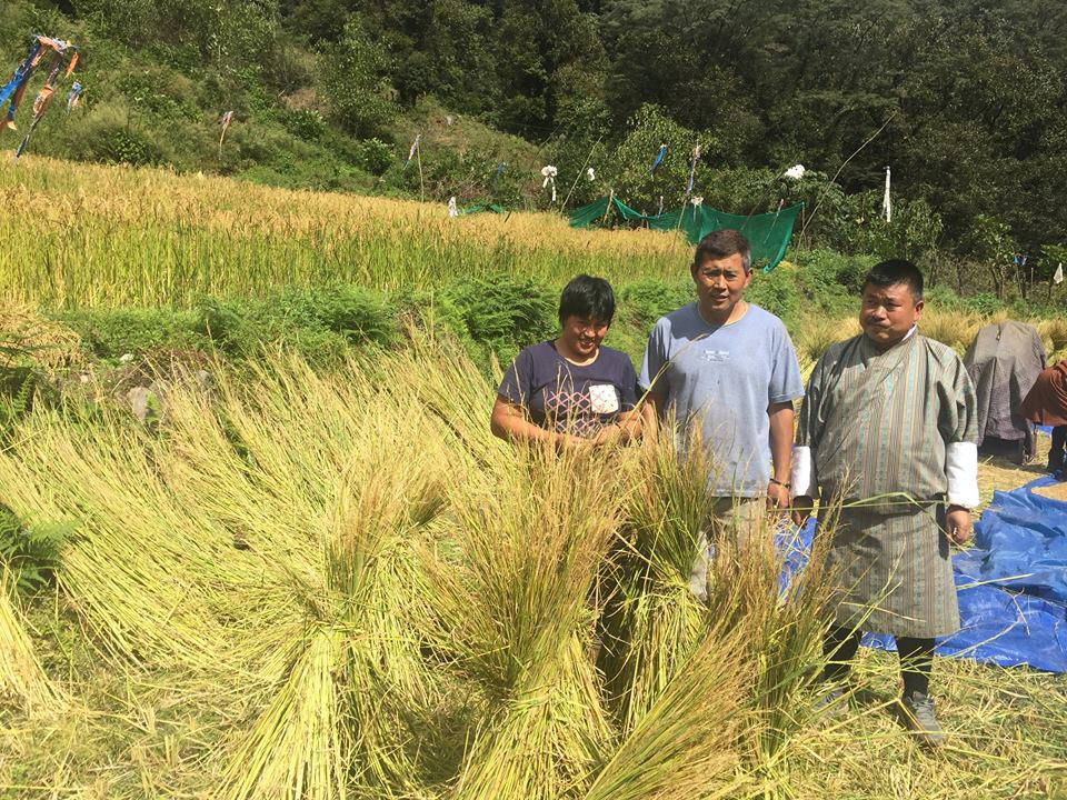  Khatoed Gewog of Gasa has harvested her own paddy 