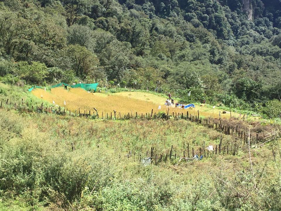 , Khatoed Gewog of Gasa has harvested her own paddy in her own land at Baychu