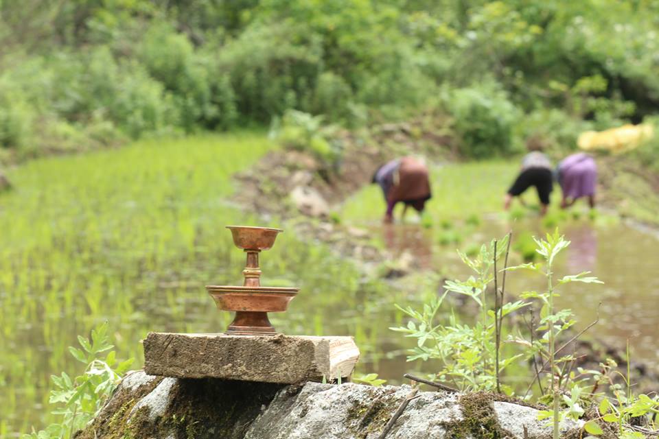 Paddy to Khatoed Gewog