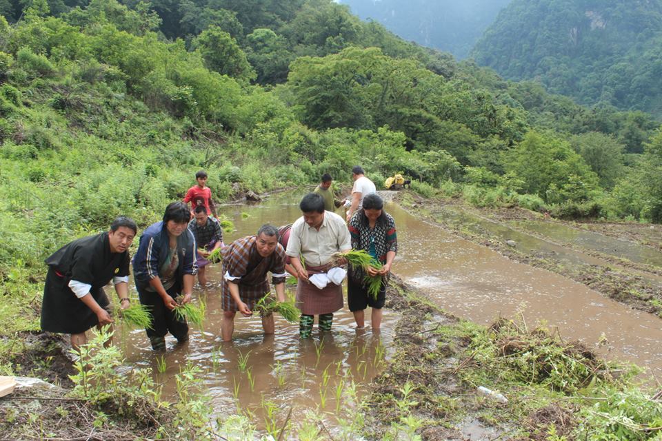 Paddy to Khatoed Gewog