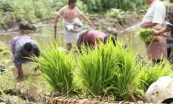 Paddy transplantation