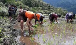 Paddy Transplantation