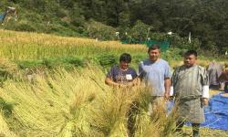 Paddy Harvest in October month