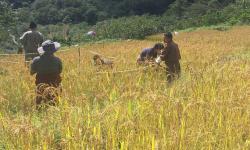 Paddy harvest in Khatoed Gewog