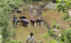 Paddy cultivation in higher and chiller climate