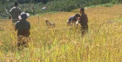 paddy Cultivation in Khatoed Gewog