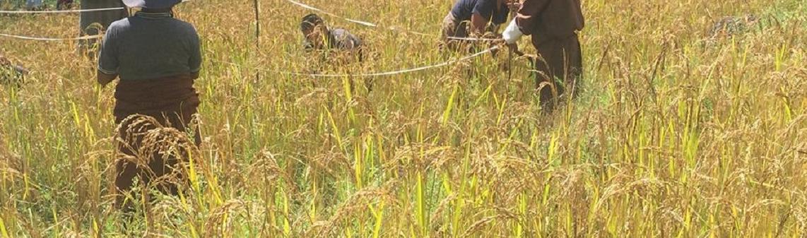  Khatoed Gewog of Gasa has harvested her own paddy 