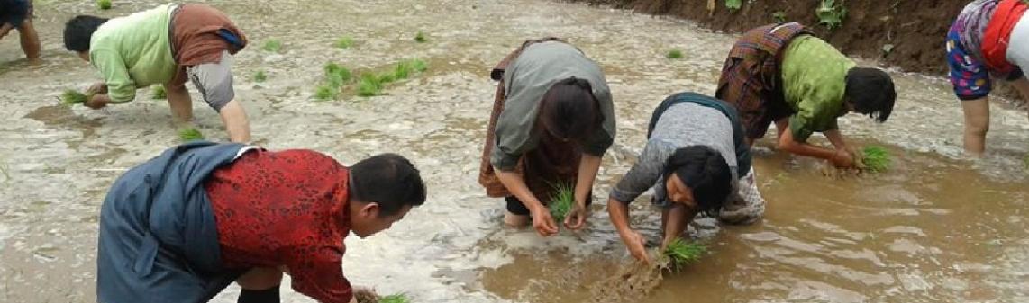 the start of the paddy transplantation