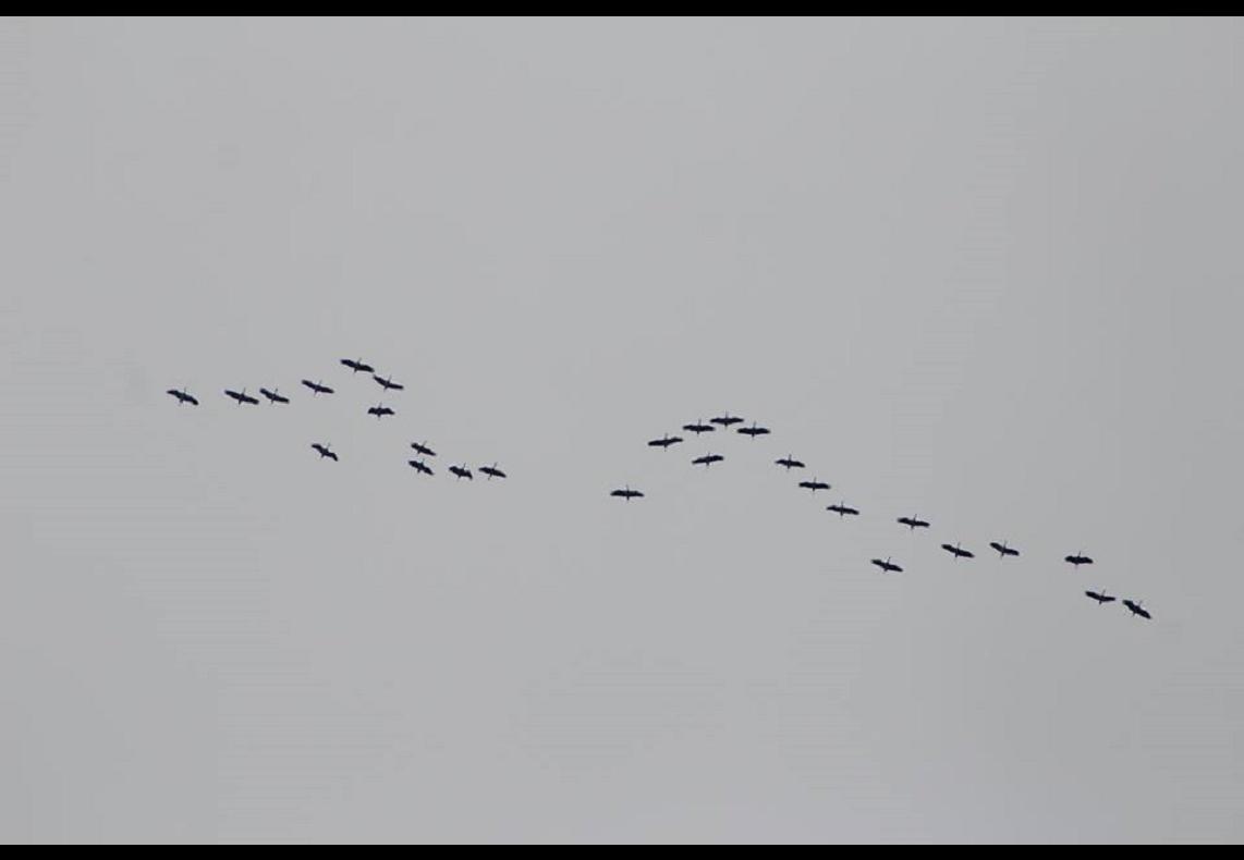  the black necked crane